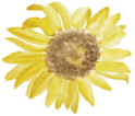 The Disheveled Sunflower
